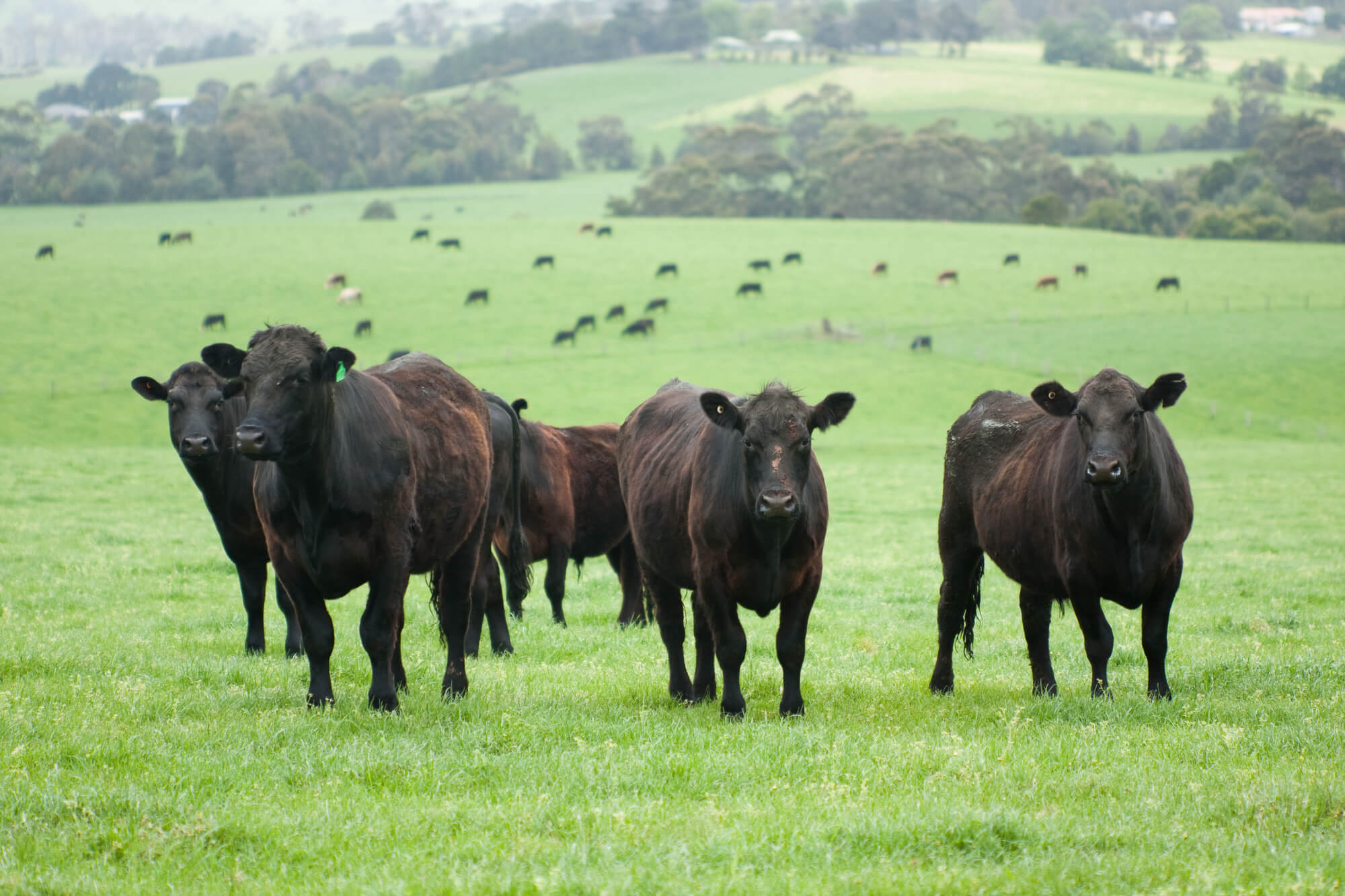 Free roaming cattle 3D Valley Farm