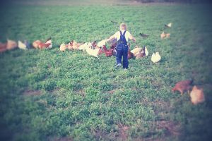 3d Valley Farms Free Roaming Chickens