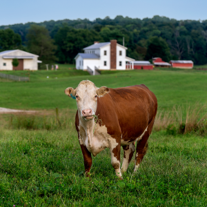 3D Valley Farm Cow
